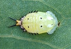 Physonota unipunctata