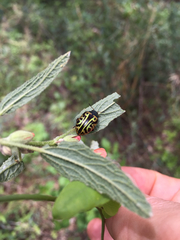 Calligrapha serpentina