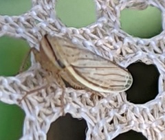 Athysanus argentarius