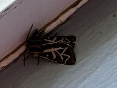 Apantesis williamsii