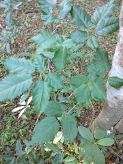Handroanthus heptaphyllus