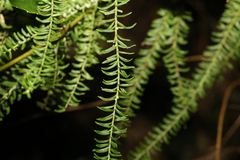 Ozothamnus rufescens