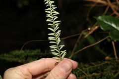 Ozothamnus rufescens