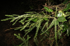 Ozothamnus rufescens
