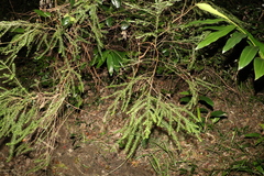 Ozothamnus rufescens