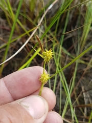 Carex cryptolepis