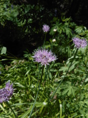 Allium validum