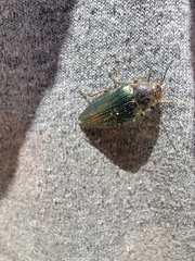 Buprestis subornata