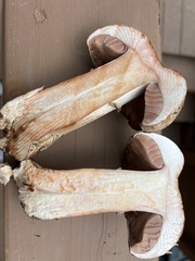 Agaricus benesii
