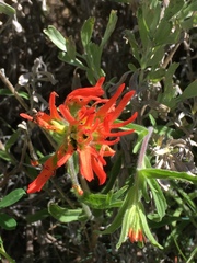 Castilleja pruinosa
