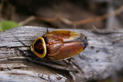 Ellipsidion reticulatum