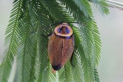 Ellipsidion reticulatum