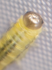 Empria