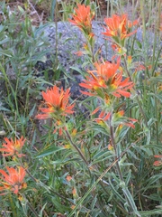 Castilleja pruinosa