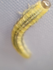 Empria