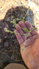 Cryptantha torreyana