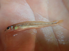 Ammocrypta vivax