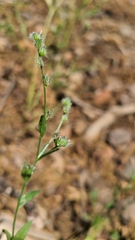 Cryptantha torreyana