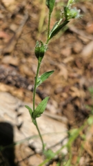 Cryptantha torreyana