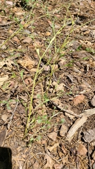 Cryptantha torreyana