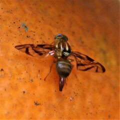 Anastrepha fraterculus