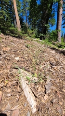 Cryptantha torreyana