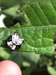 Aspidolasius branicki