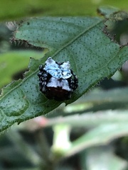 Aspidolasius branicki