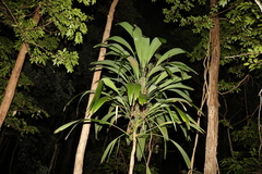 Cordyline petiolaris