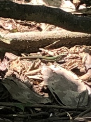 Kentropyx altamazonica