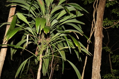 Cordyline petiolaris