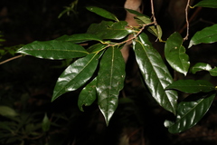 Cryptocarya macdonaldii