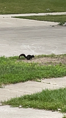 Sciurus carolinensis