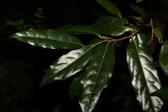 Cryptocarya macdonaldii