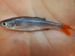 Lythrurus umbratilis