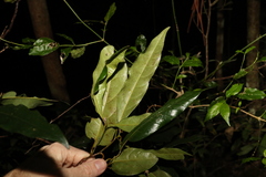 Cryptocarya macdonaldii