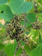 Pachypappa sacculi