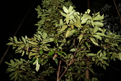 Cryptocarya macdonaldii