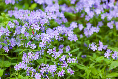 Phlox divaricata laphamii