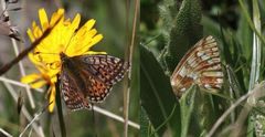 Boloria napaea