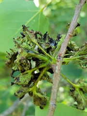 Pachypappa sacculi