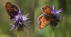 Melitaea varia