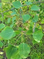 Pachypappa sacculi
