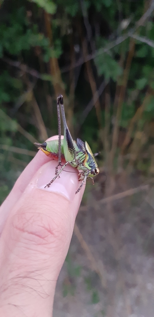 Splendid Marbled Bush-cricket