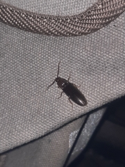 Hemicrepidius nemnonius