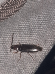 Hemicrepidius nemnonius