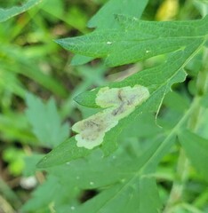 Calycomyza artemisiae
