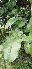 Piper tuberculatum