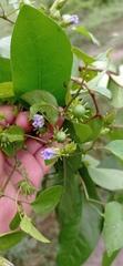 Lycianthes lenta