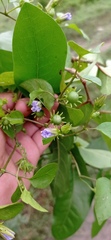 Lycianthes lenta